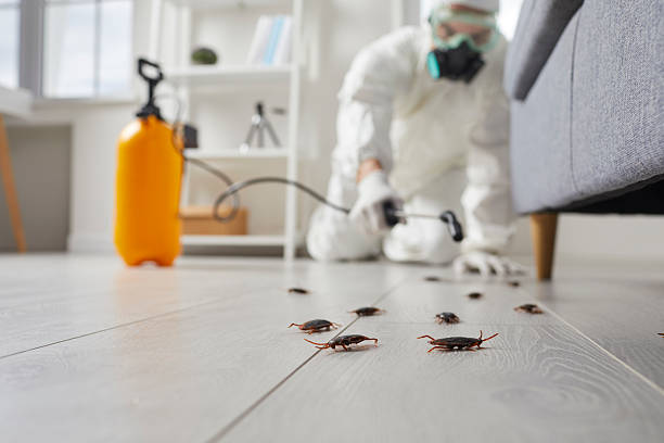 Post-Treatment Bed Bug Interceptor Monitoring in Powell